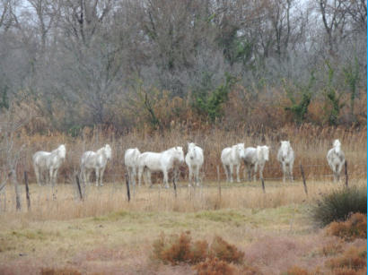 Weisse Pferde in der Camargue