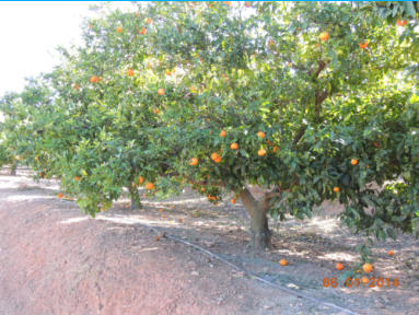 Mandarinen Baum
